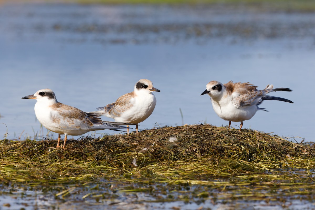 Forster's Tern - ML641066199
