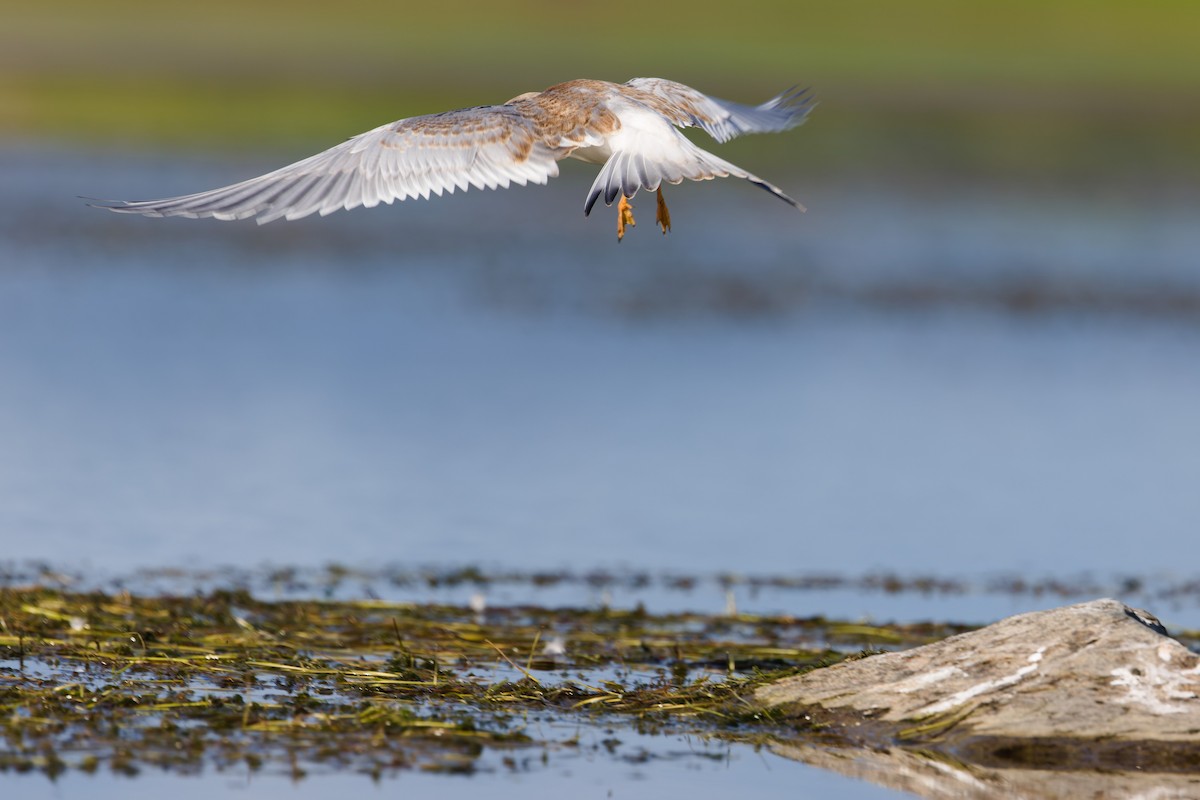 Forster's Tern - ML641066201