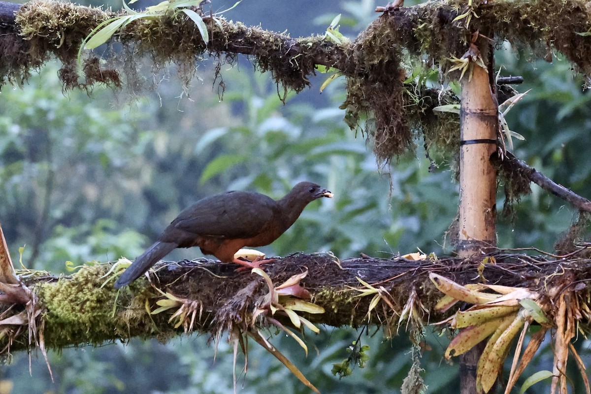 カマバネシャクケイ - ML641066210
