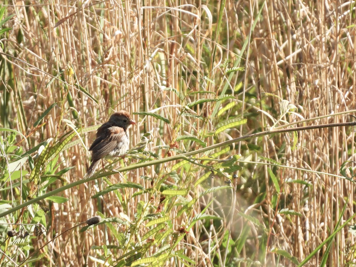 Field Sparrow - ML641066212