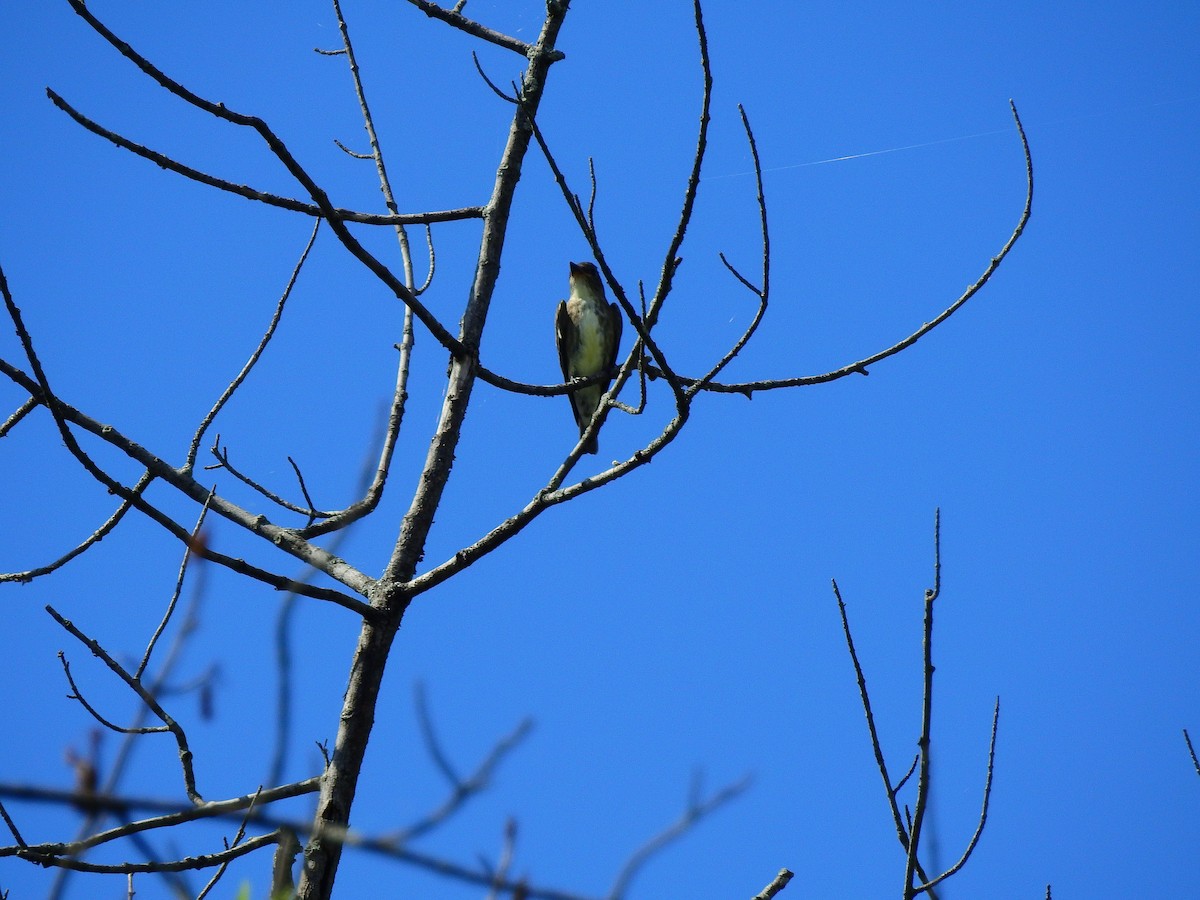Olive-sided Flycatcher - ML641066222