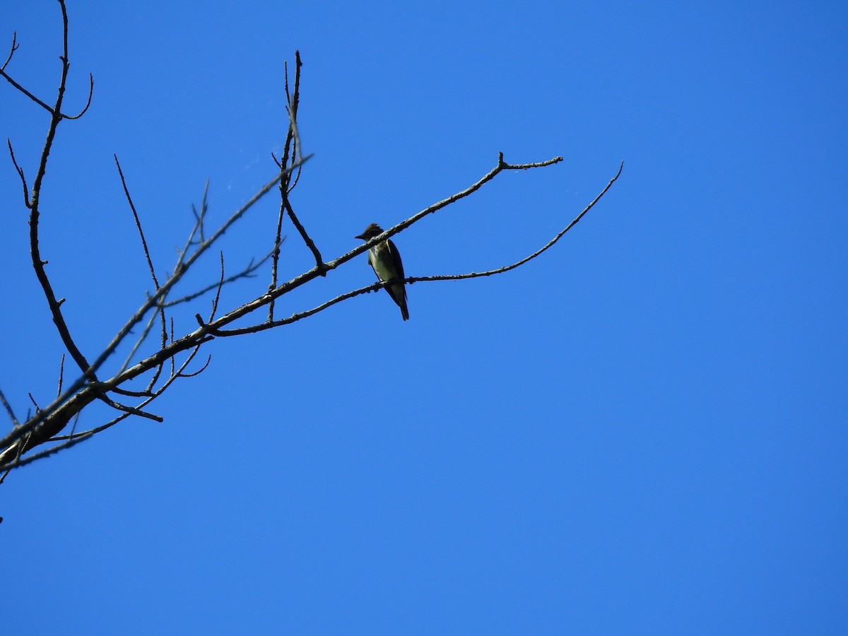 Olive-sided Flycatcher - ML641066223