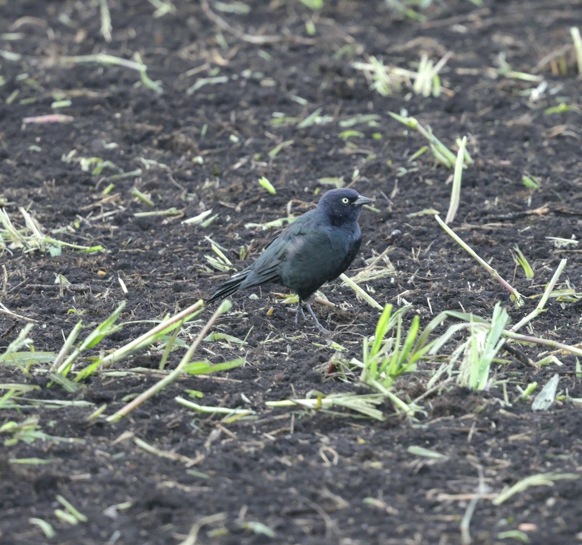Brewer's Blackbird - ML641066243