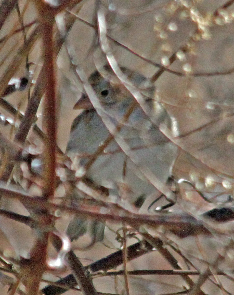 Field Sparrow - ML641066261