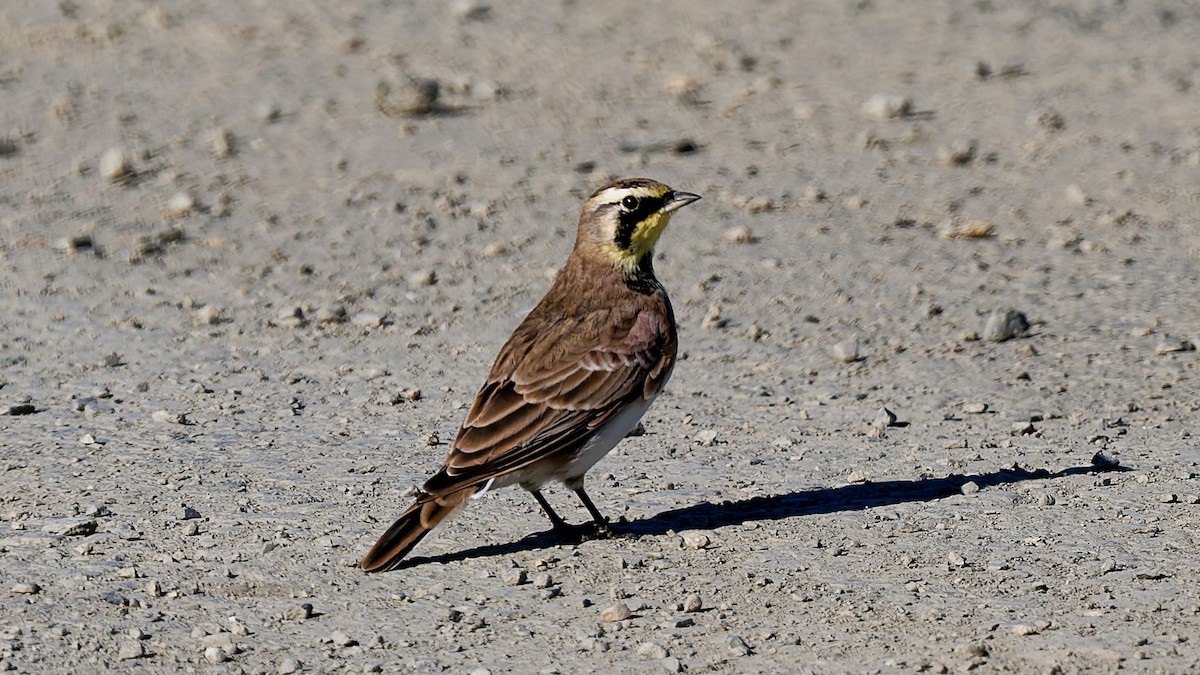 Horned Lark - ML641066283