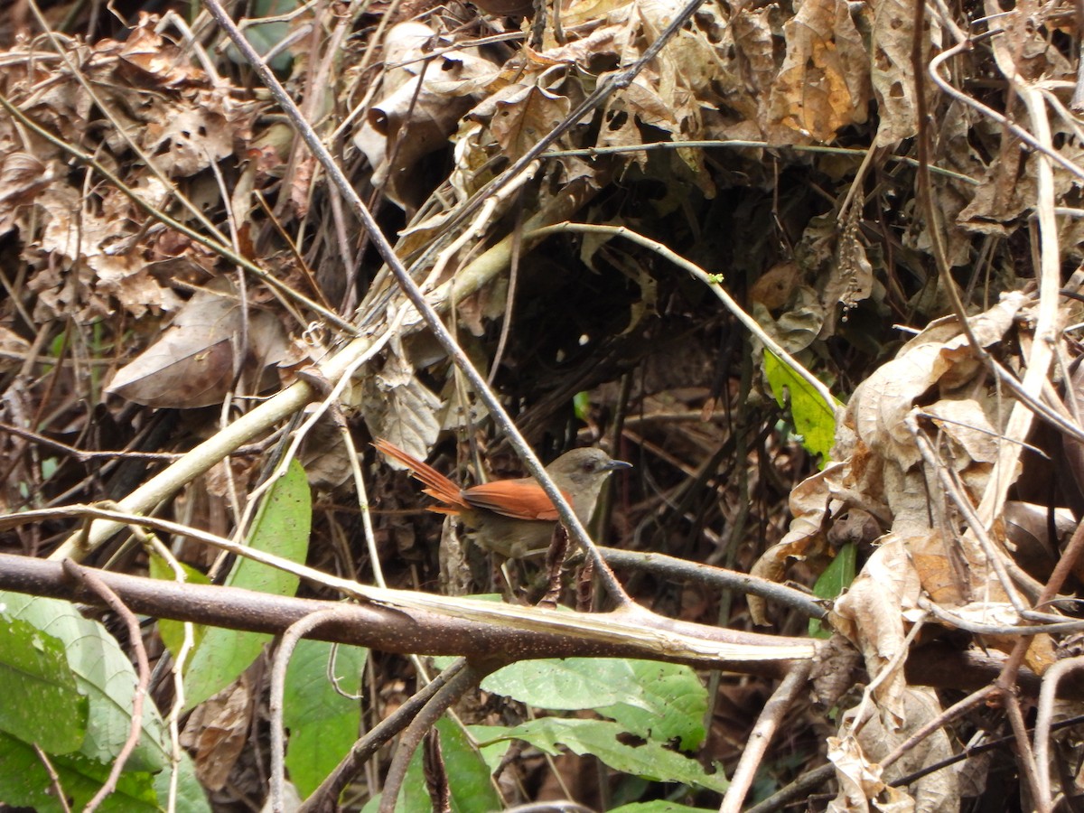 Plain-crowned Spinetail - ML641066284