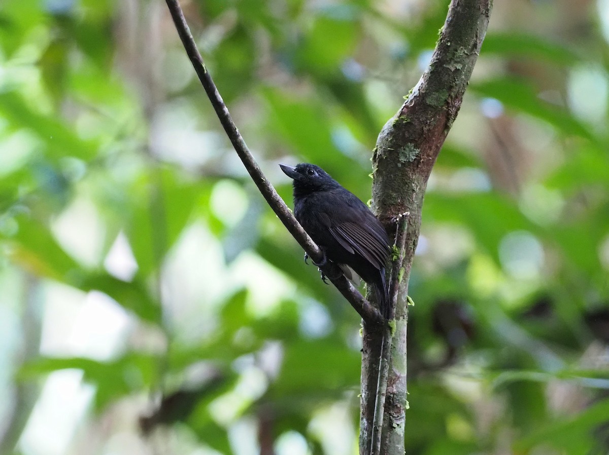 Rondonia Bushbird - ML641066285