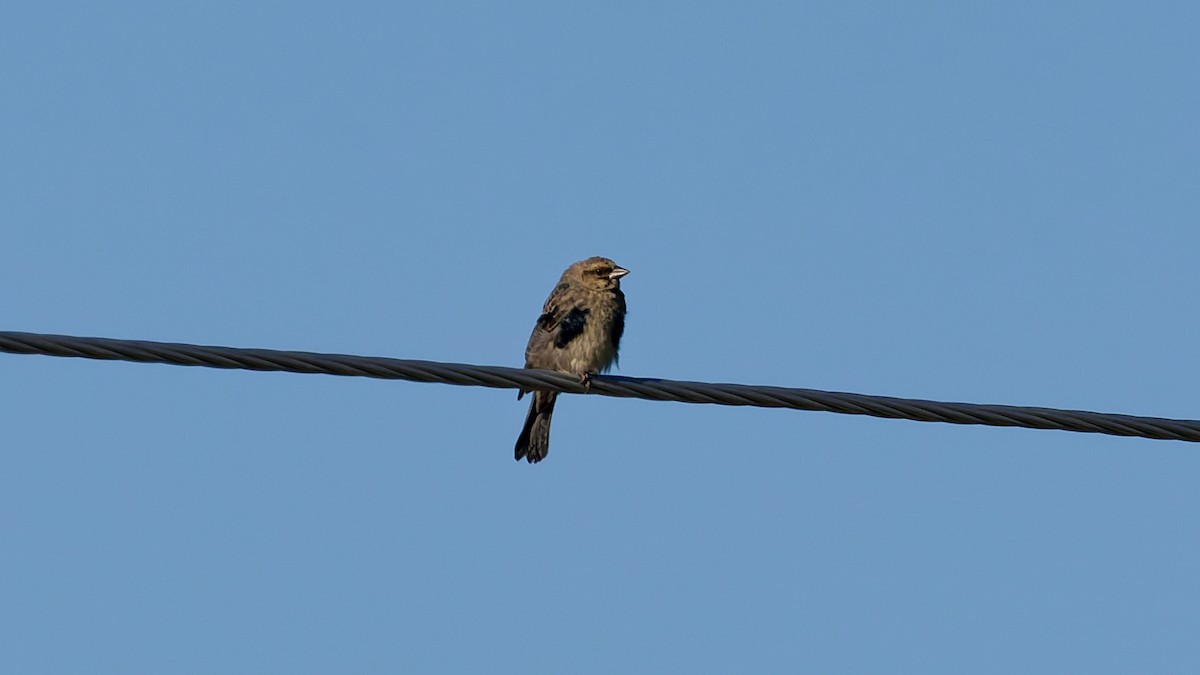 Brown-headed Cowbird - ML641066289