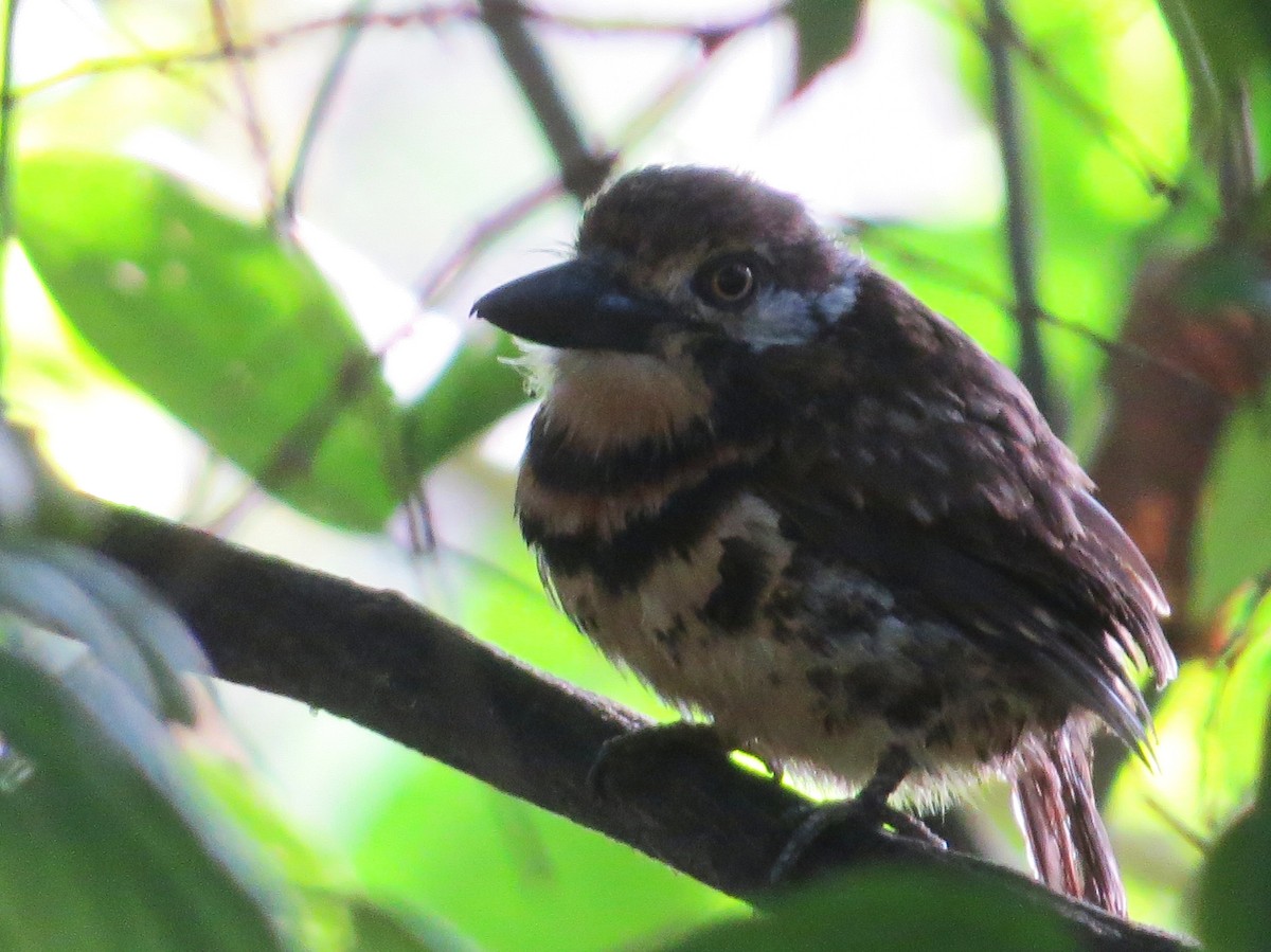 Two-banded Puffbird - ML641066304