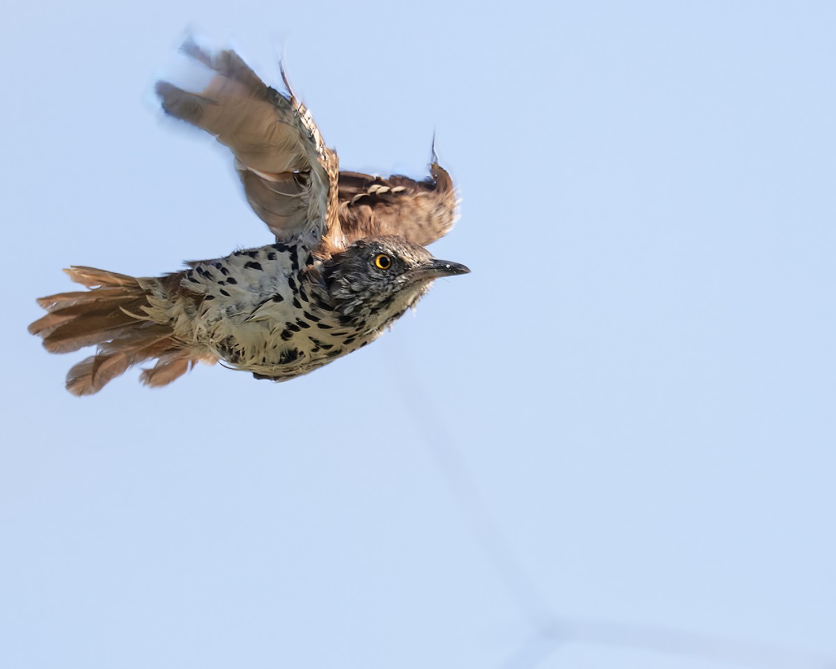 Brown Thrasher - ML641066313
