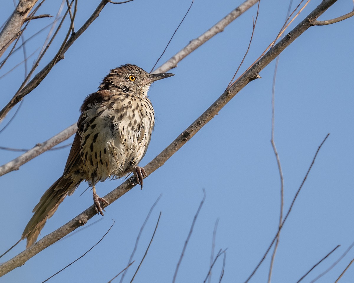 Brown Thrasher - ML641066314