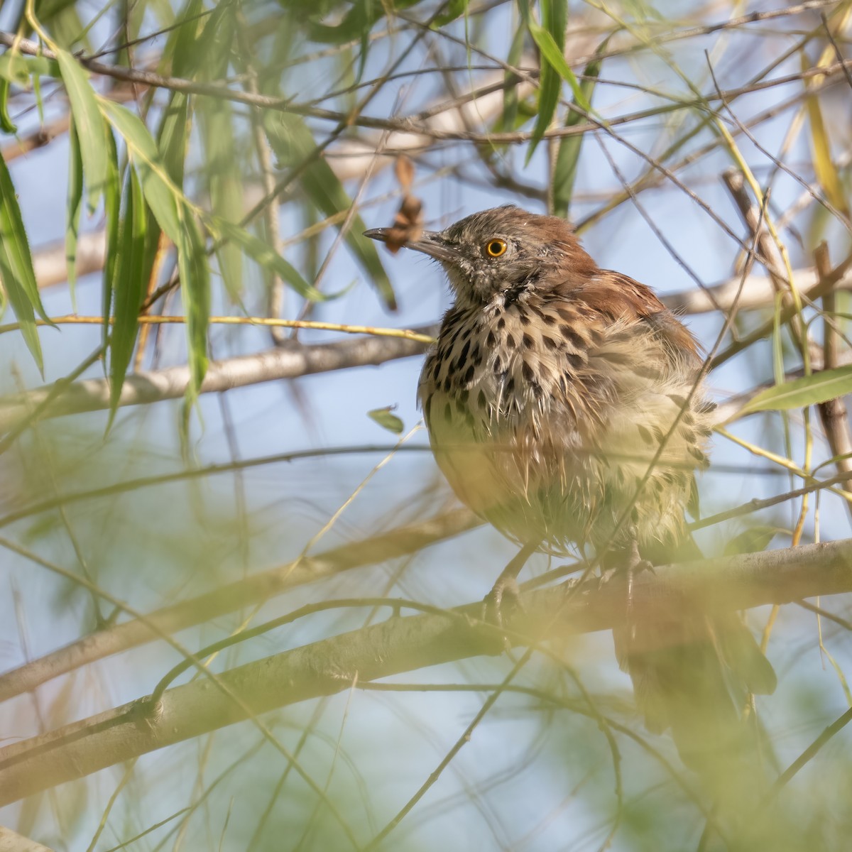 Brown Thrasher - ML641066315