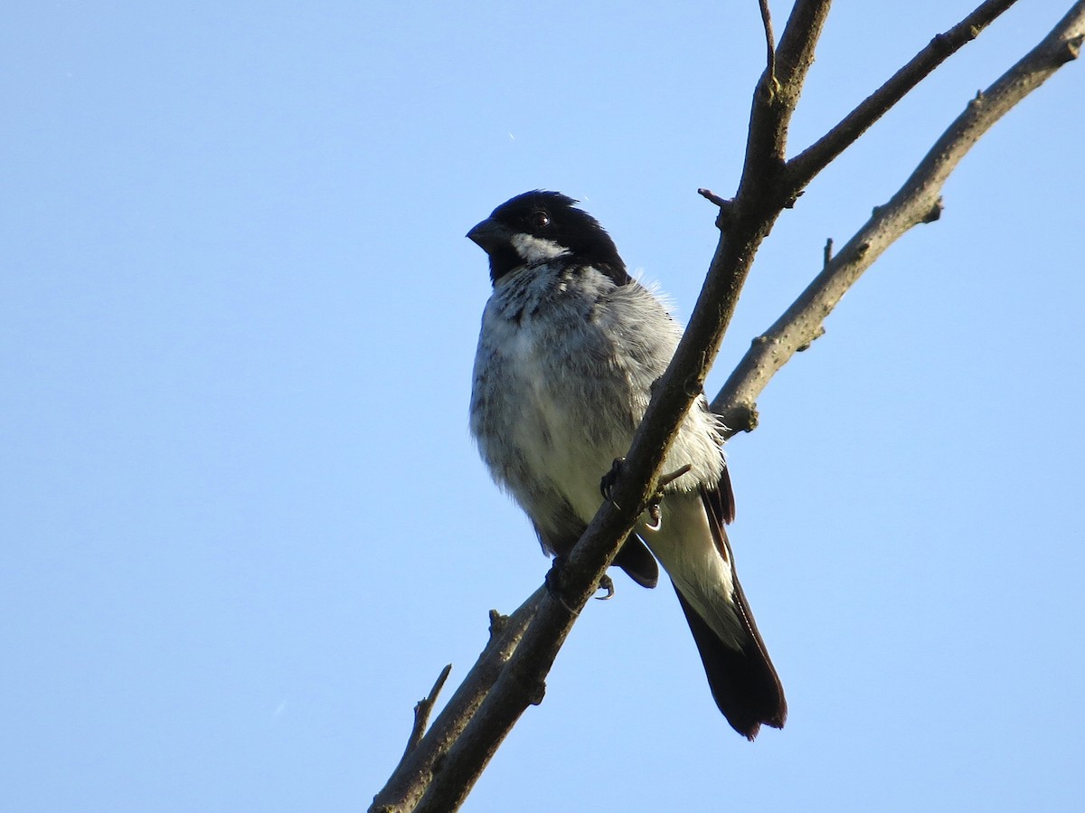 Lesson's Seedeater - ML641066343