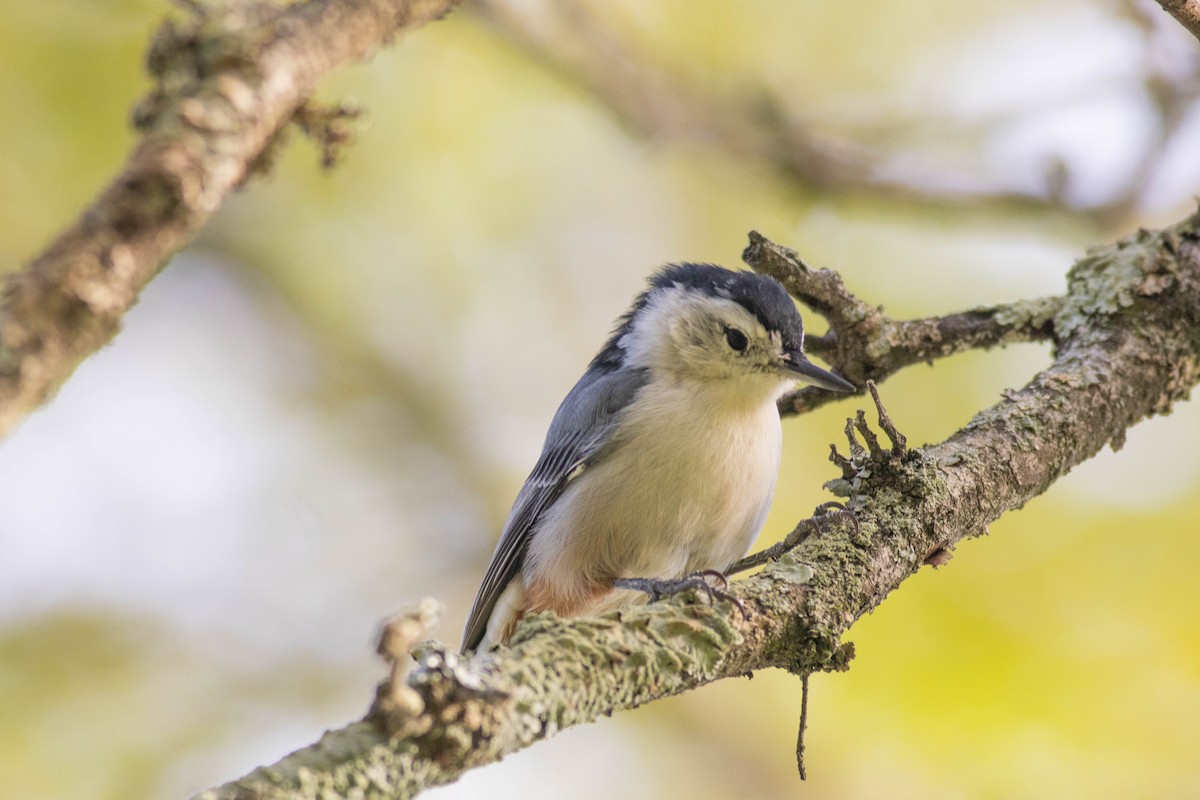 White-breasted Nuthatch - ML641066389