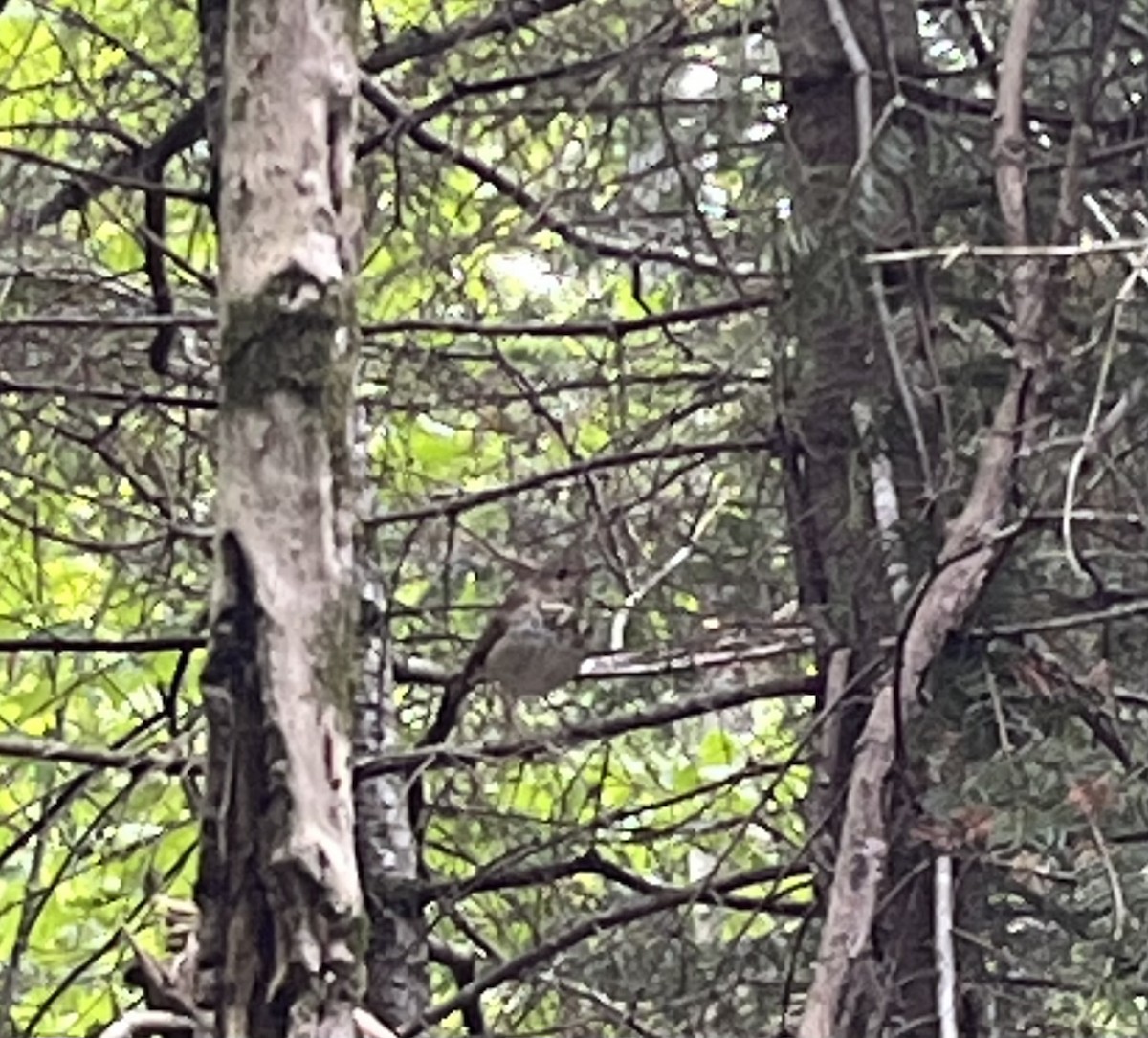 Hermit Thrush - ML641066403