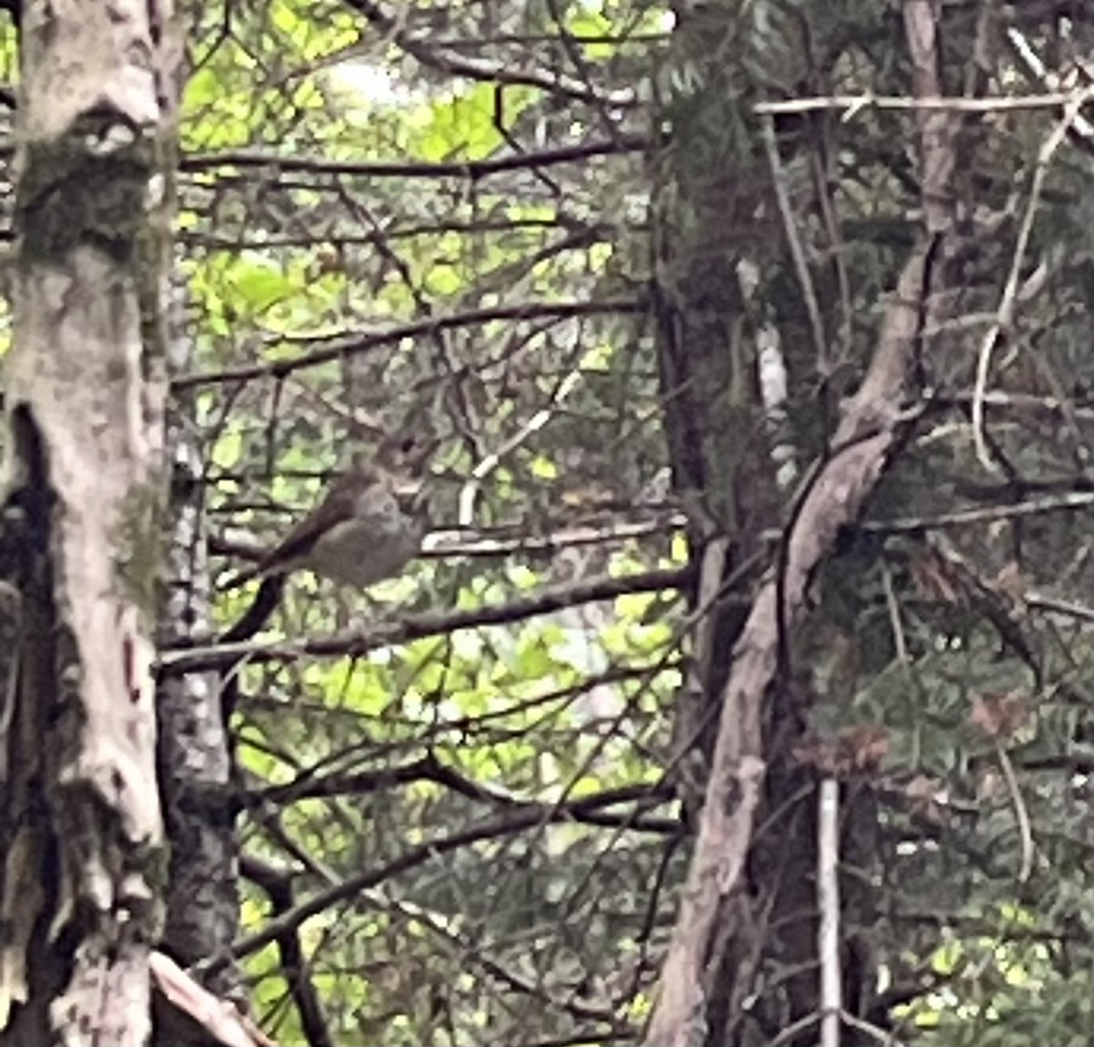 Hermit Thrush - ML641066404