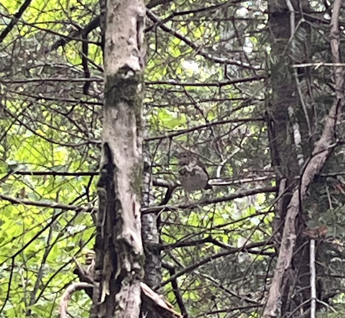Hermit Thrush - ML641066405