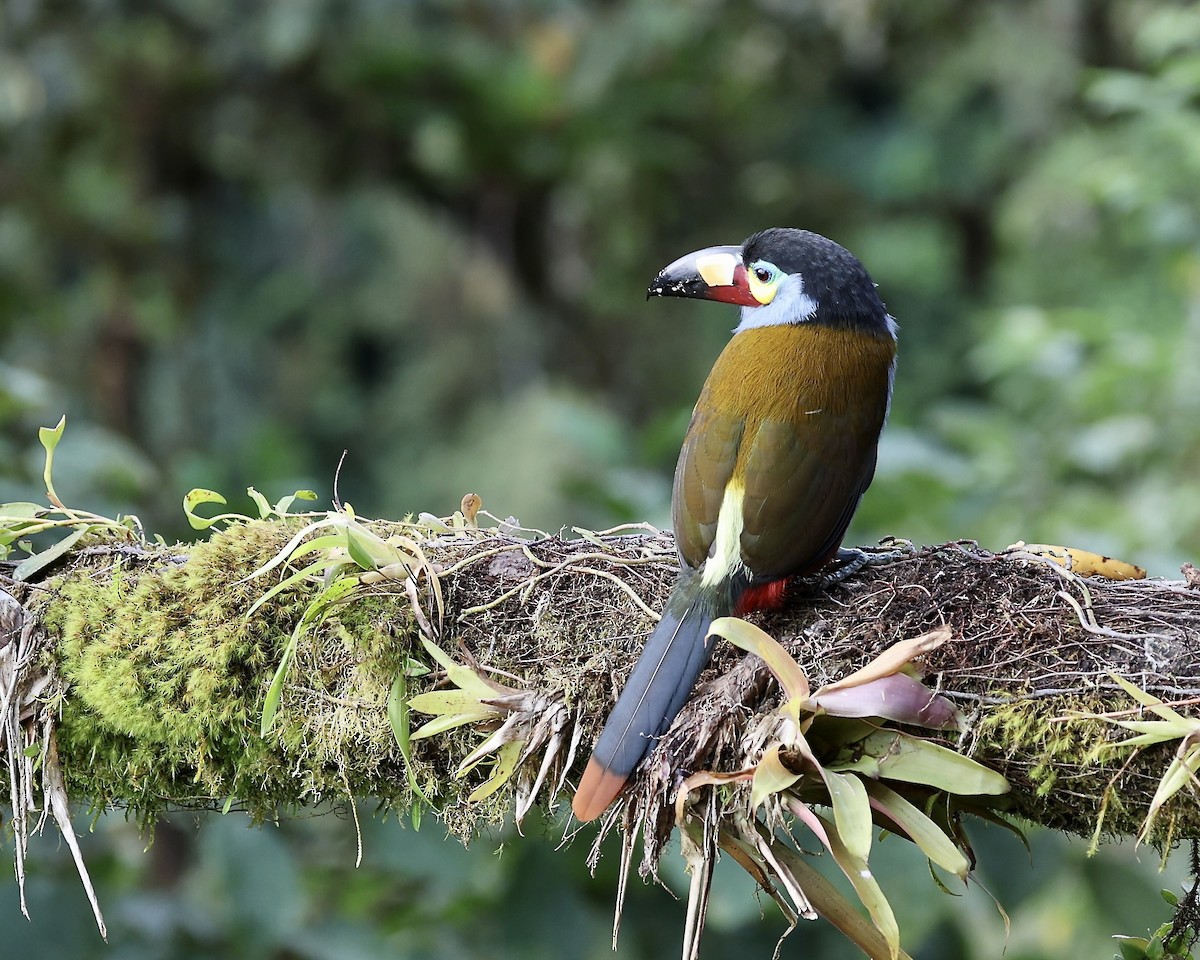 Plate-billed Mountain-Toucan - ML641066407