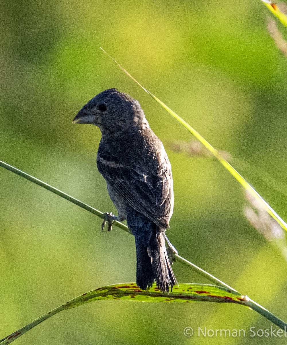 Blue Grosbeak - ML641066413