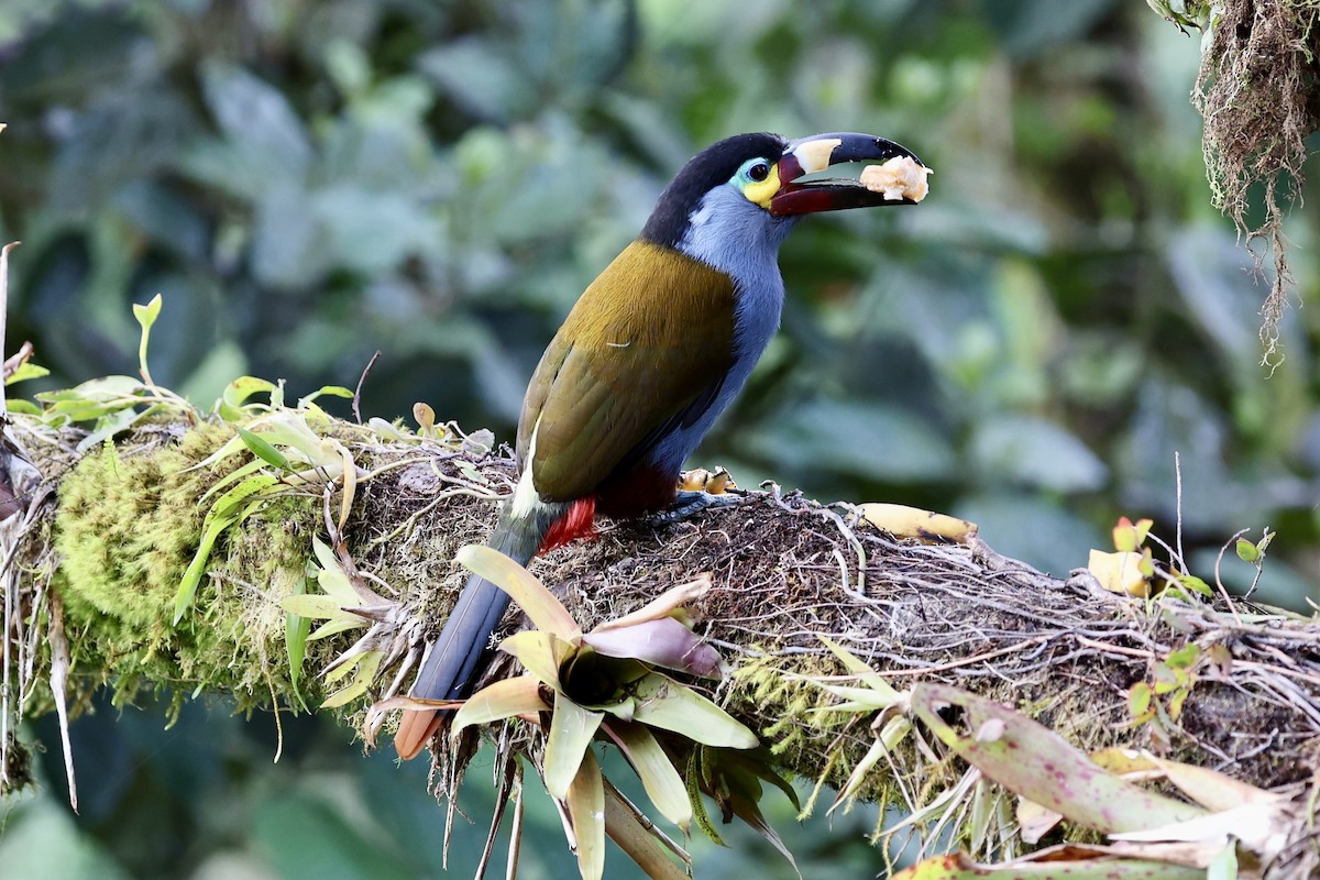 Plate-billed Mountain-Toucan - ML641066417