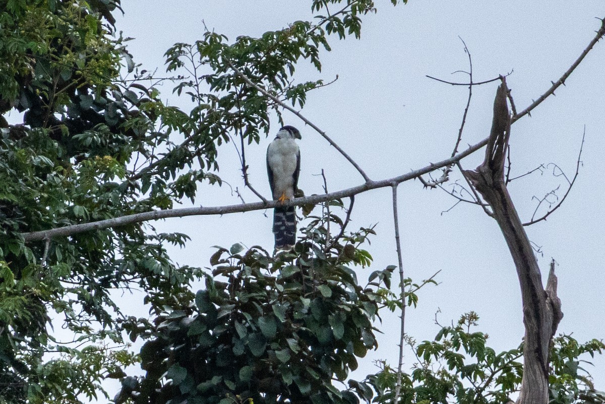 Buckley's Forest-Falcon - ML641066424