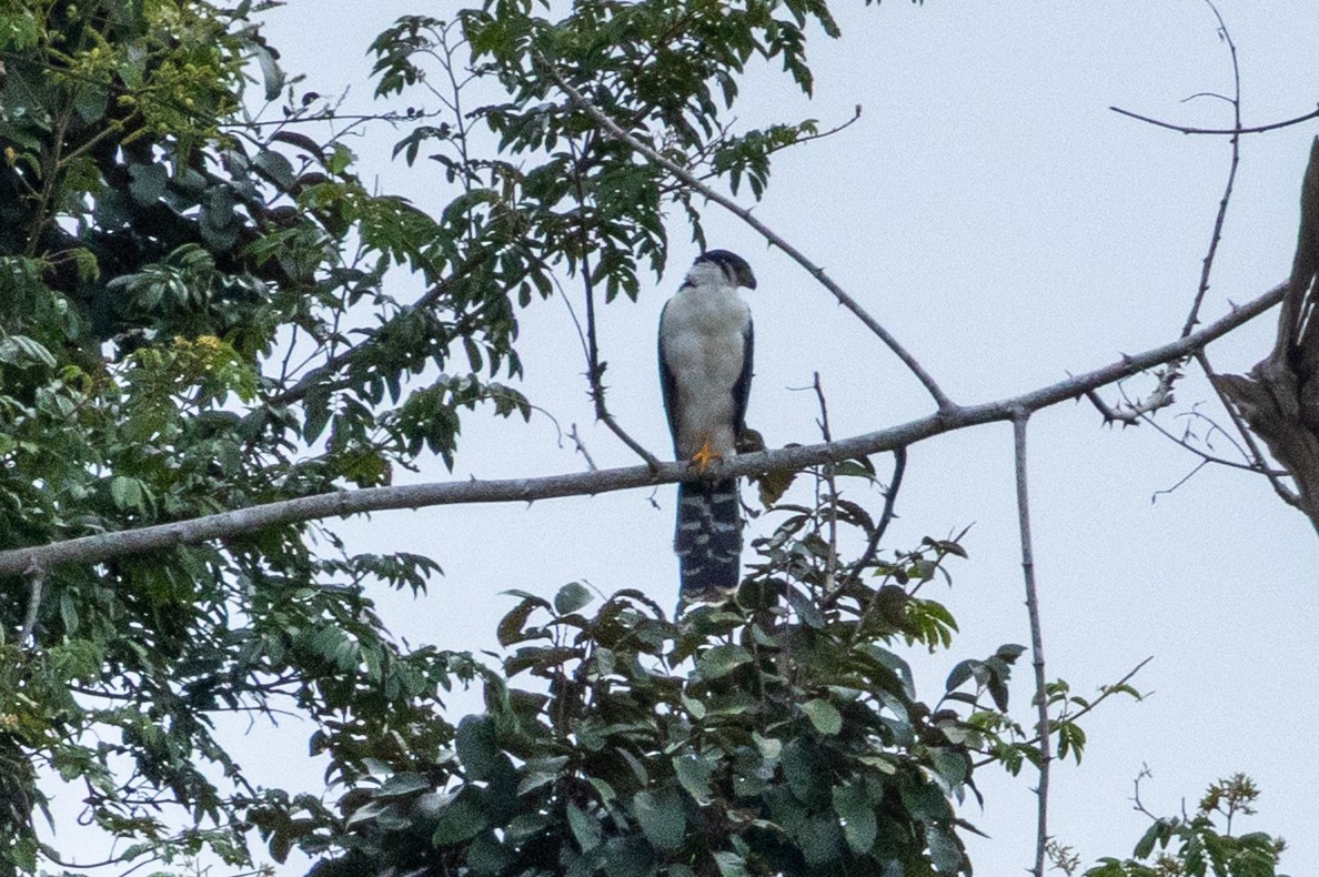 Buckley's Forest-Falcon - ML641066425