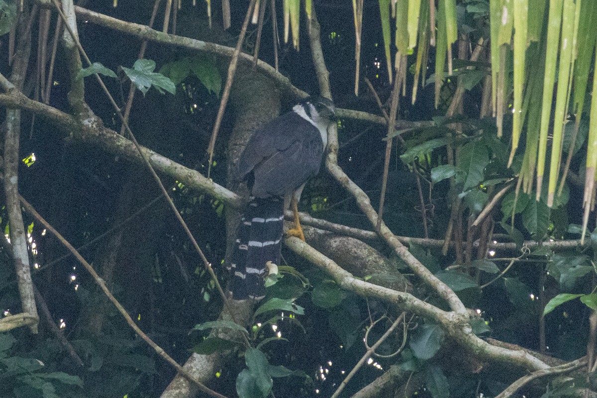 Buckley's Forest-Falcon - ML641066426