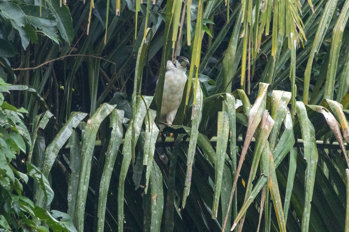 Buckley's Forest-Falcon - ML641066427