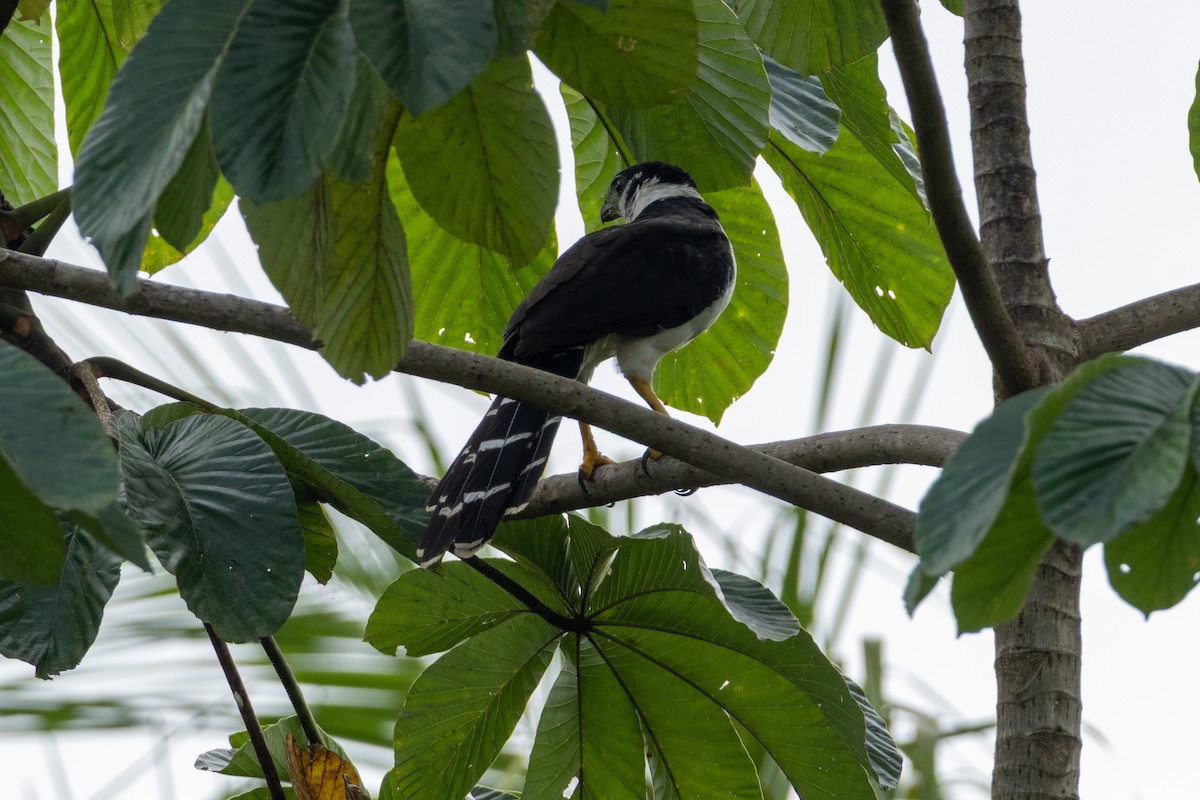 Buckley's Forest-Falcon - ML641066428