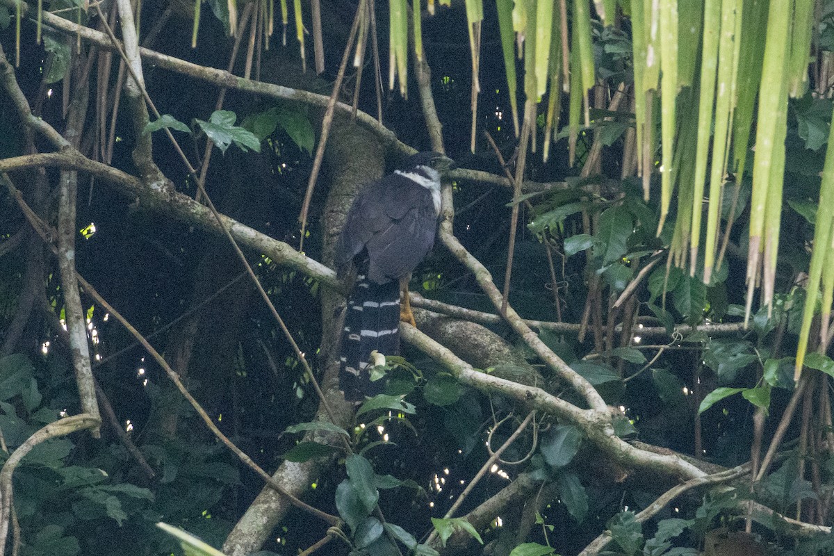 Buckley's Forest-Falcon - ML641066430