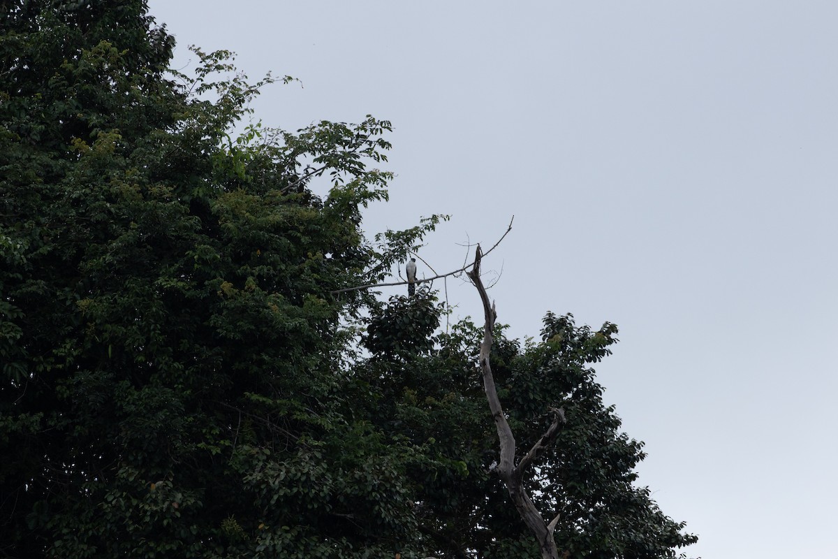 Buckley's Forest-Falcon - ML641066431