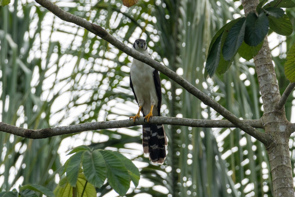 Buckley's Forest-Falcon - ML641066432