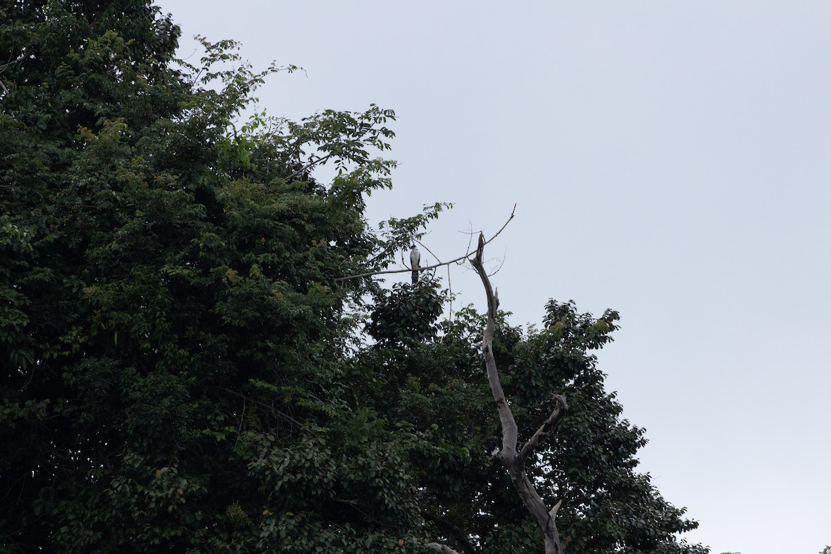 Buckley's Forest-Falcon - ML641066433