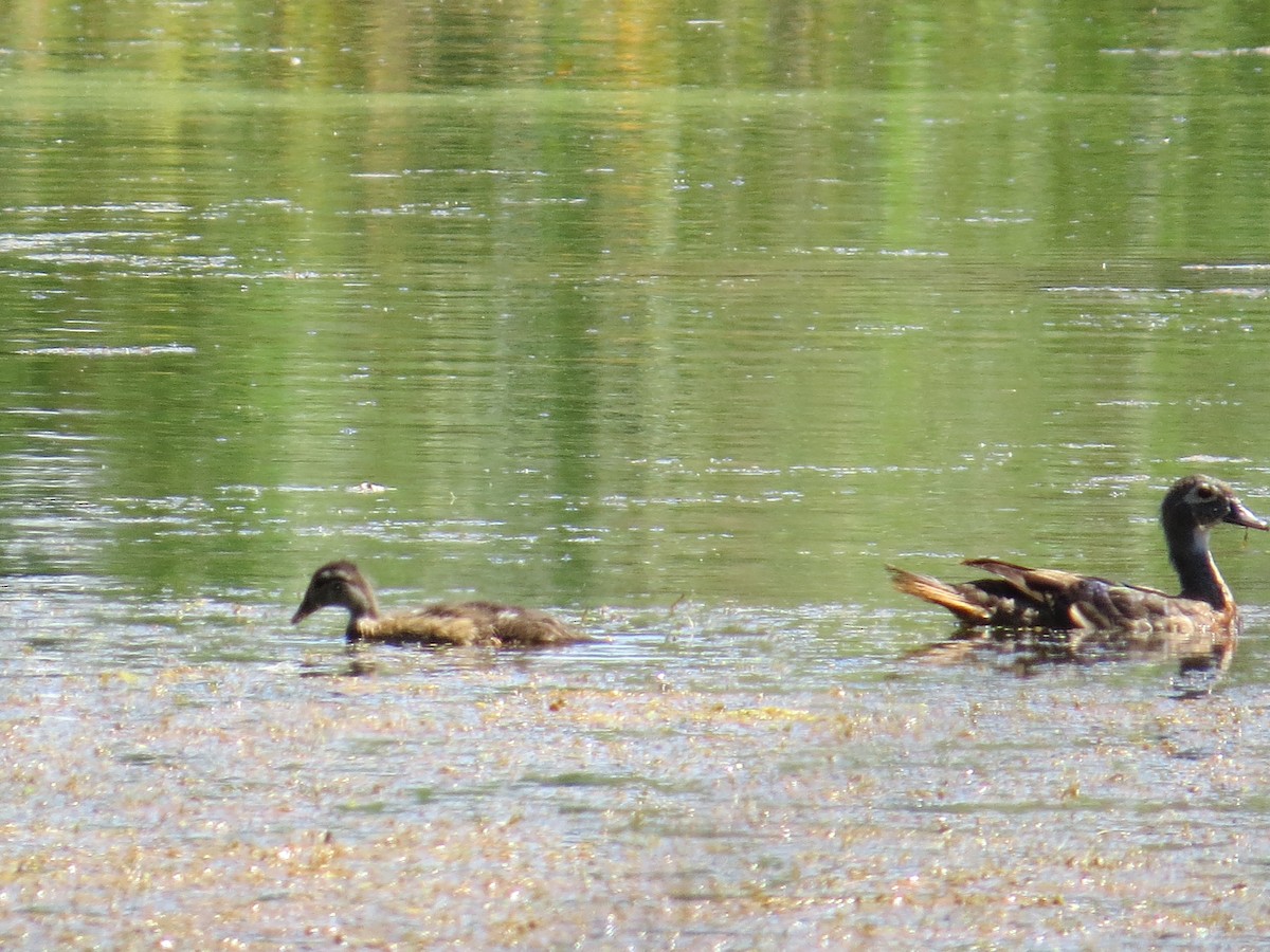 Canard branchu - ML641066481