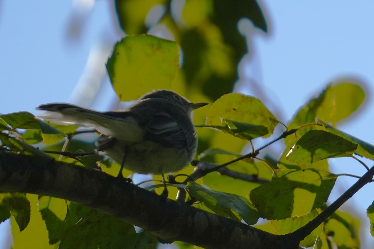 White-eyed Vireo - ML641066487