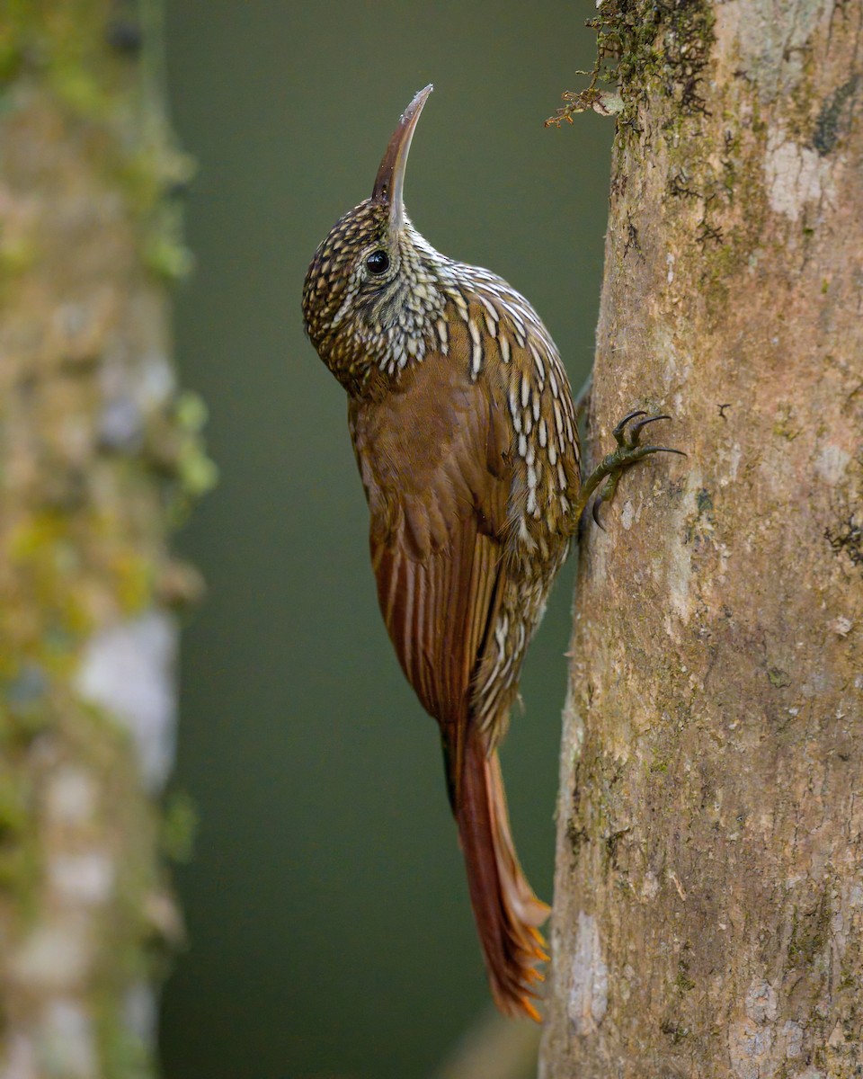 Montane Woodcreeper - ML641066502