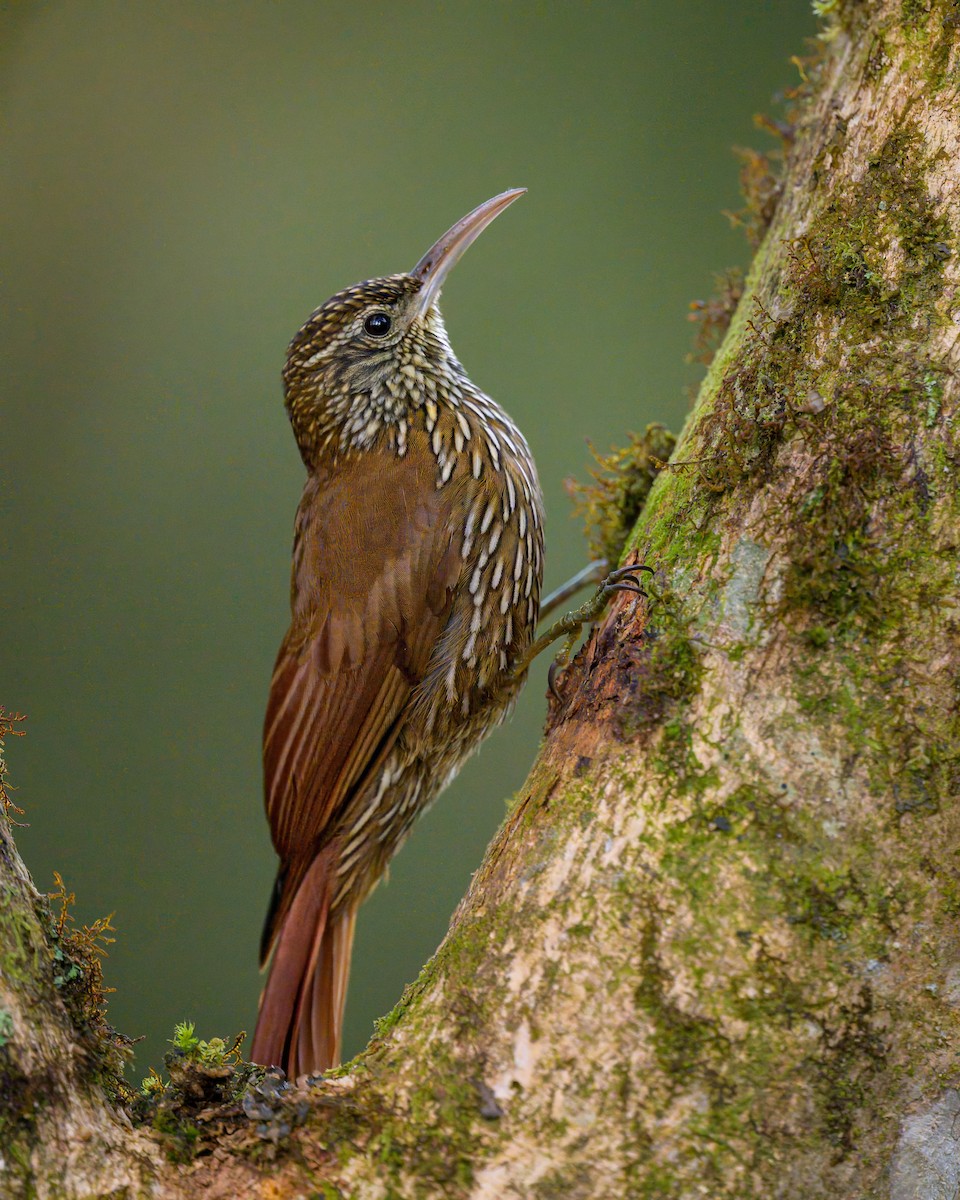 Montane Woodcreeper - ML641066504