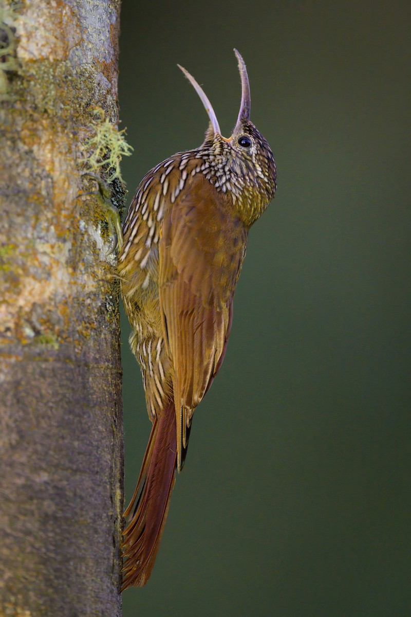 Montane Woodcreeper - ML641066505