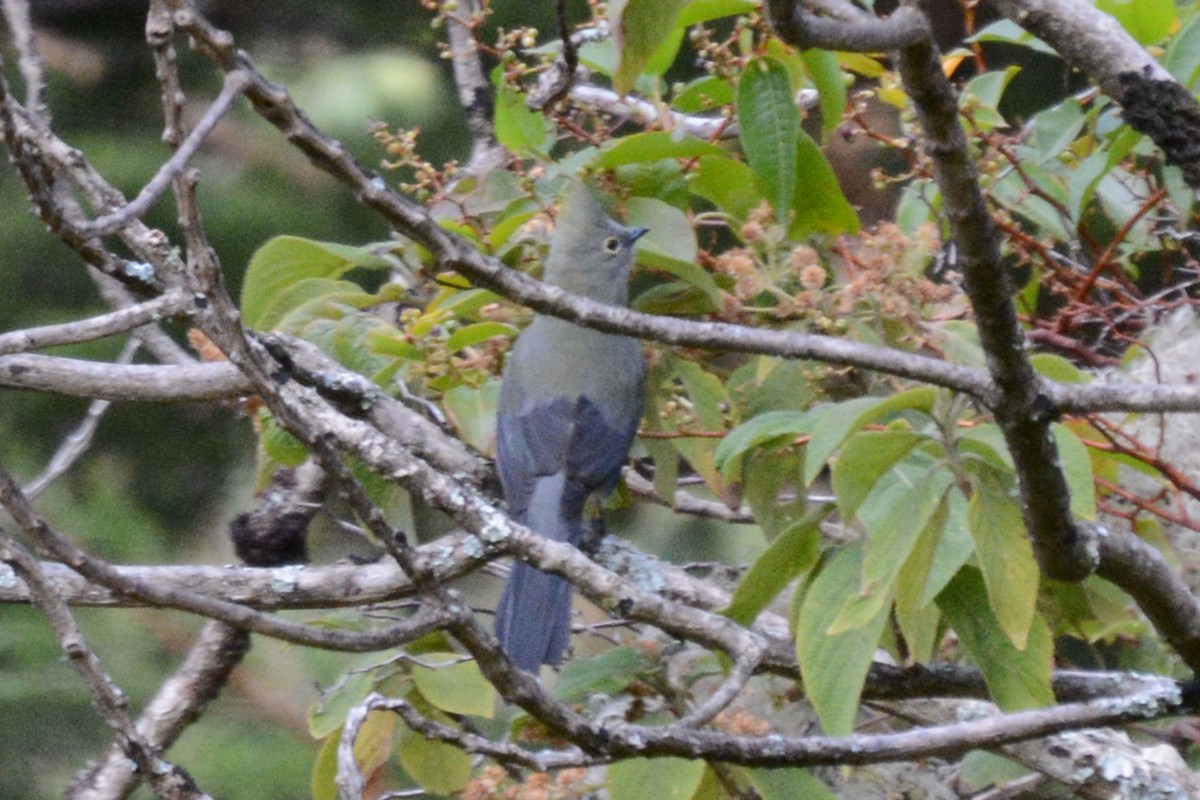 Long-tailed Silky-flycatcher - ML64106651