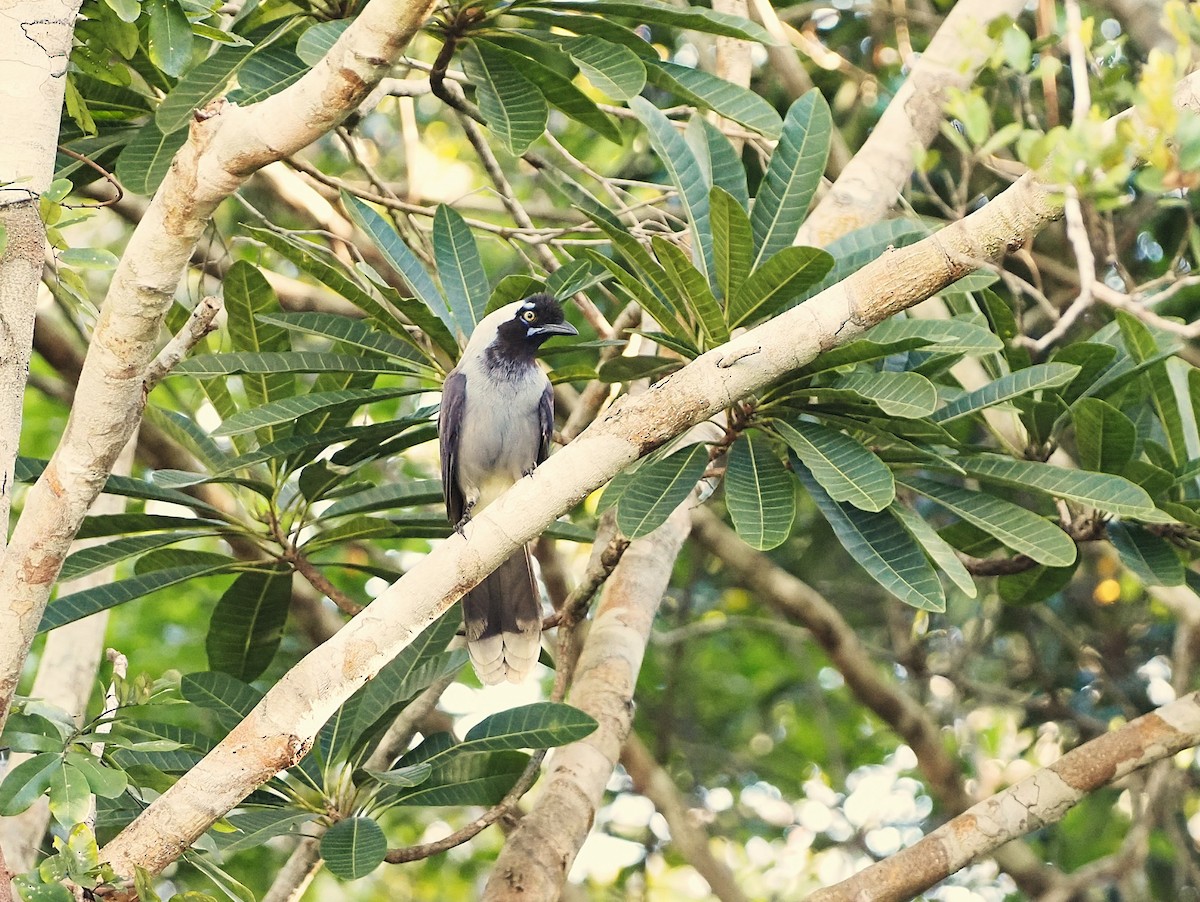 Azure-naped Jay (Campina) - ML641066525