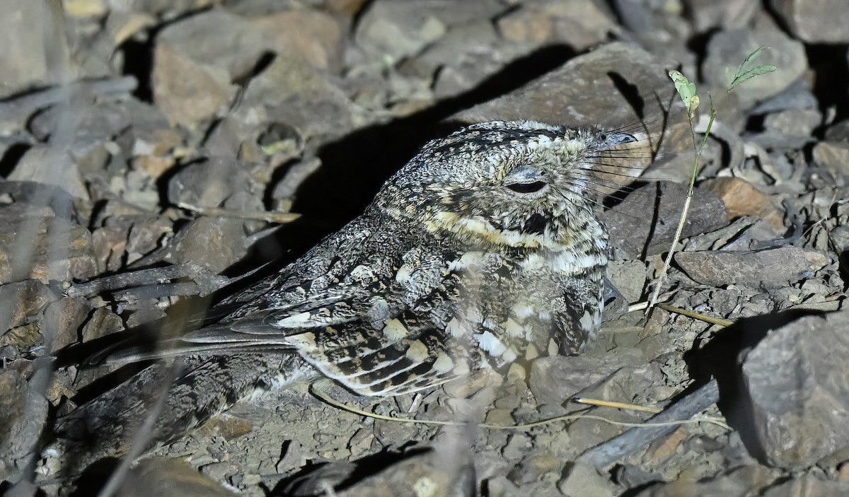 Tschudi's Nightjar - ML641066529