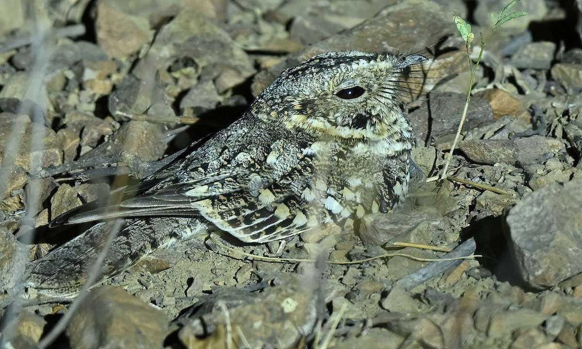 Tschudi's Nightjar - ML641066530
