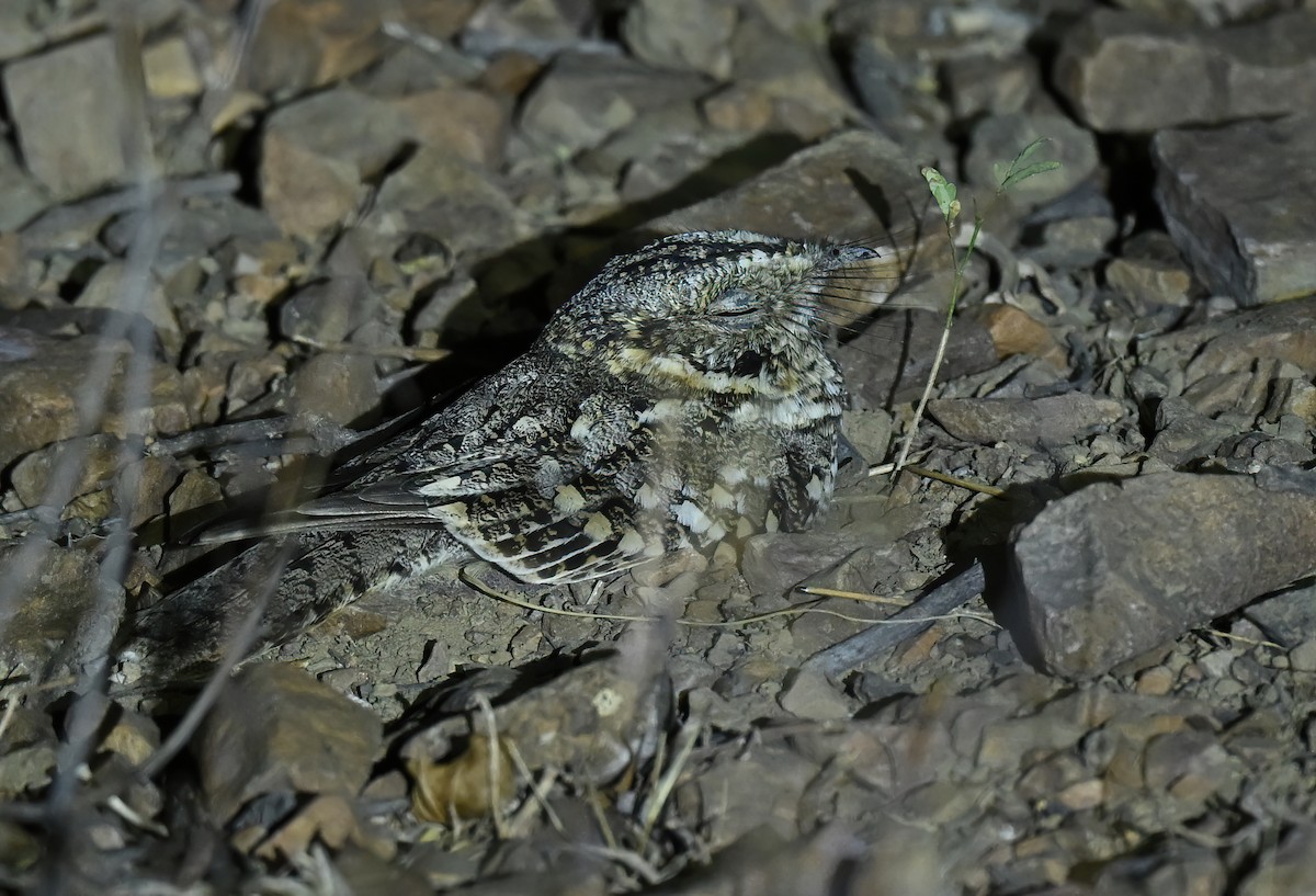 Tschudi's Nightjar - ML641066531
