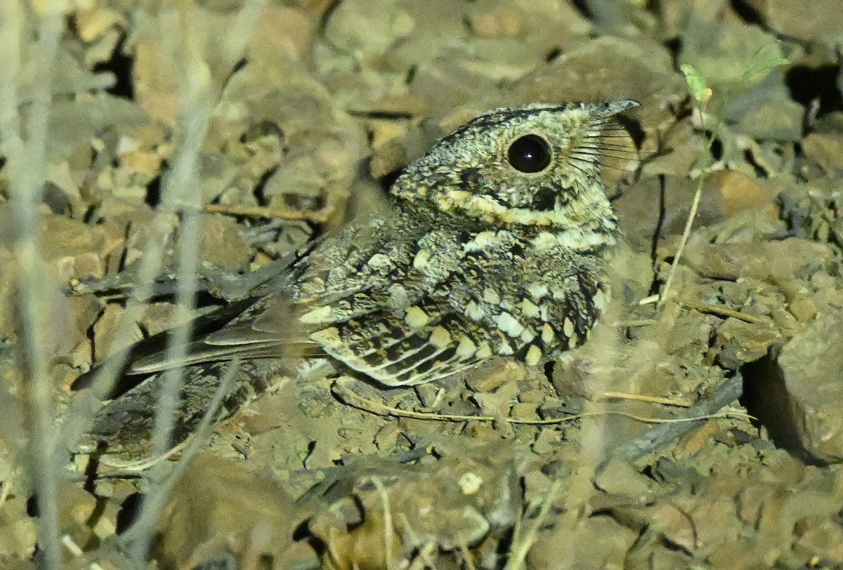 Tschudi's Nightjar - ML641066532