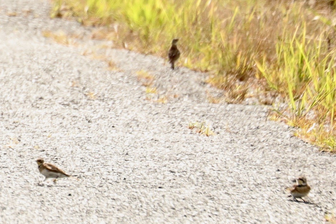 Horned Lark - ML641066538