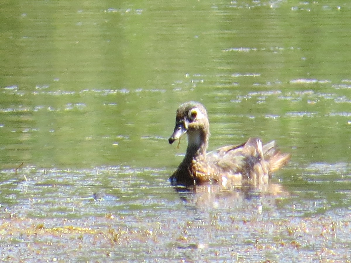 Canard branchu - ML641066552