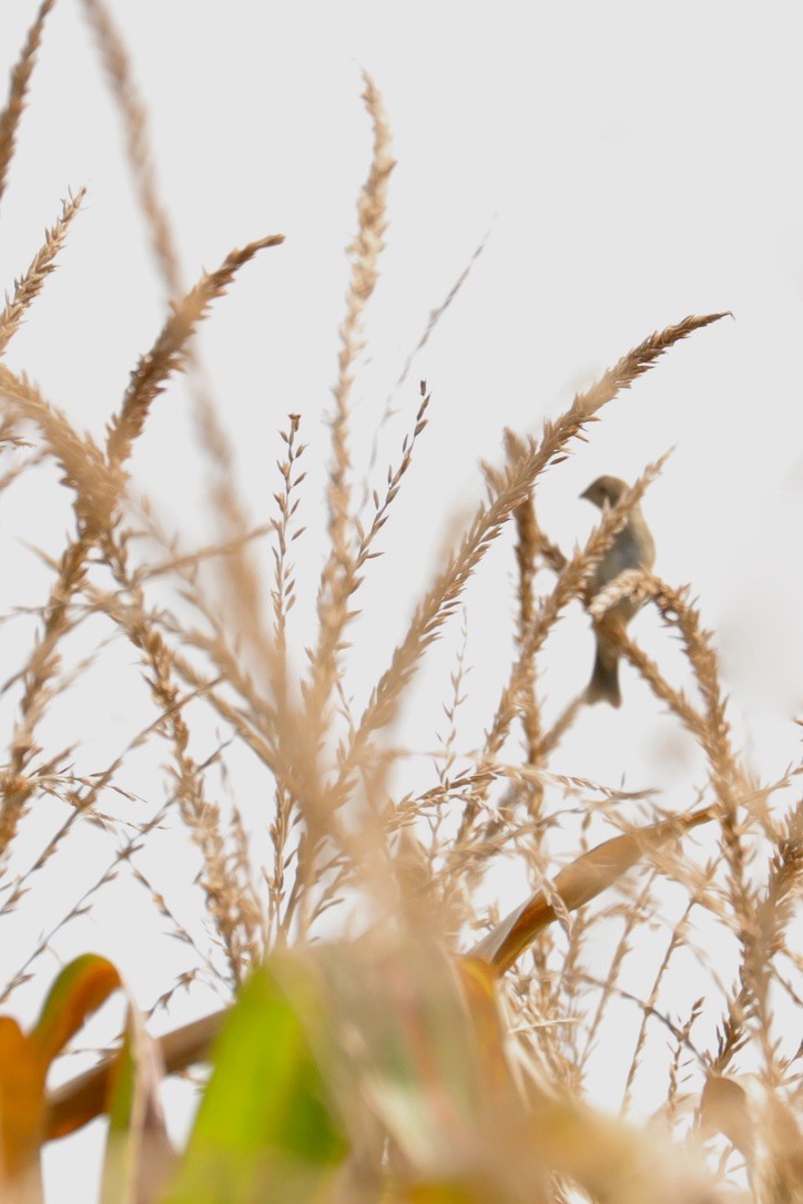 Blue Grosbeak - ML641066560