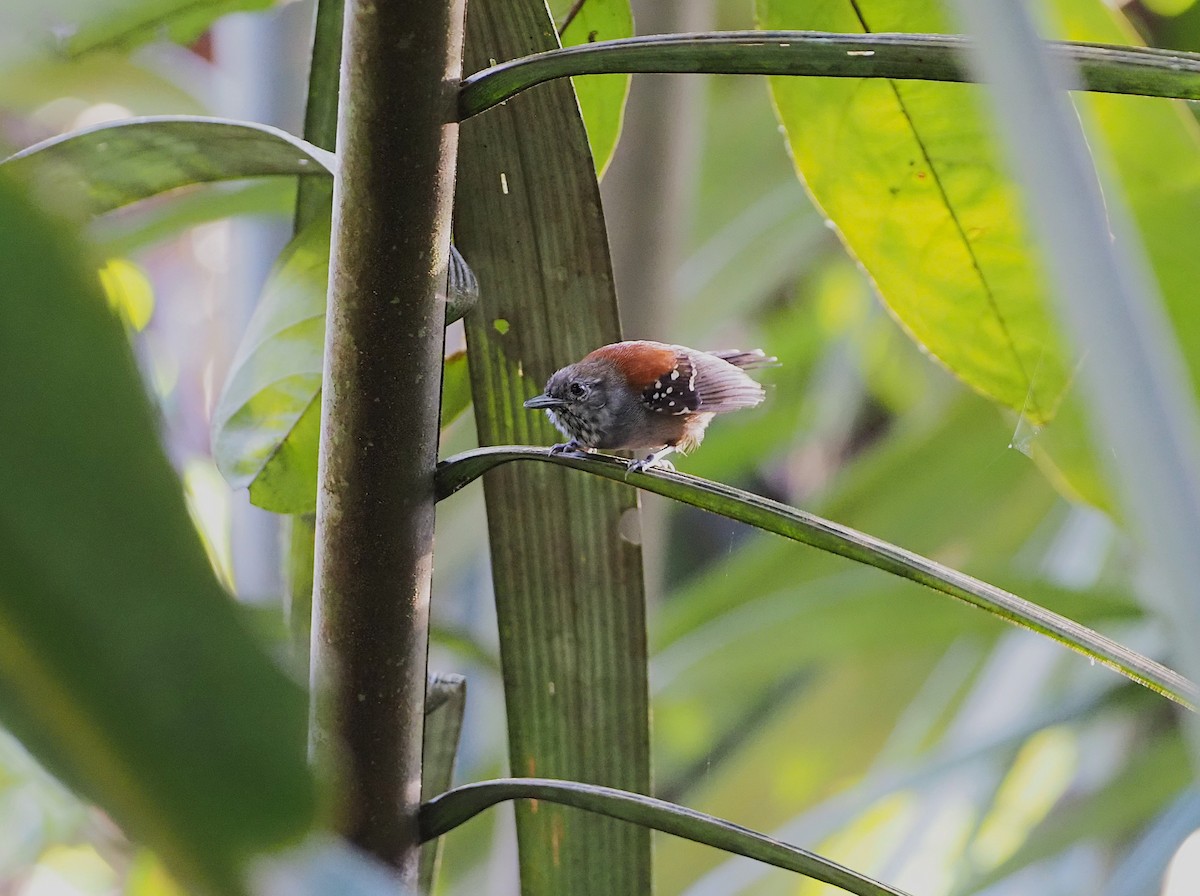 Rio Madeira Stipplethroat (Madeira) - ML641066604