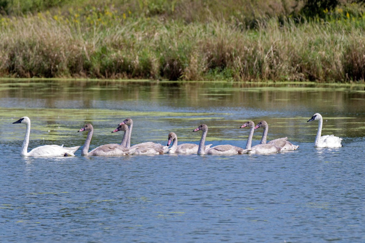 Trumpeter Swan - ML641066618