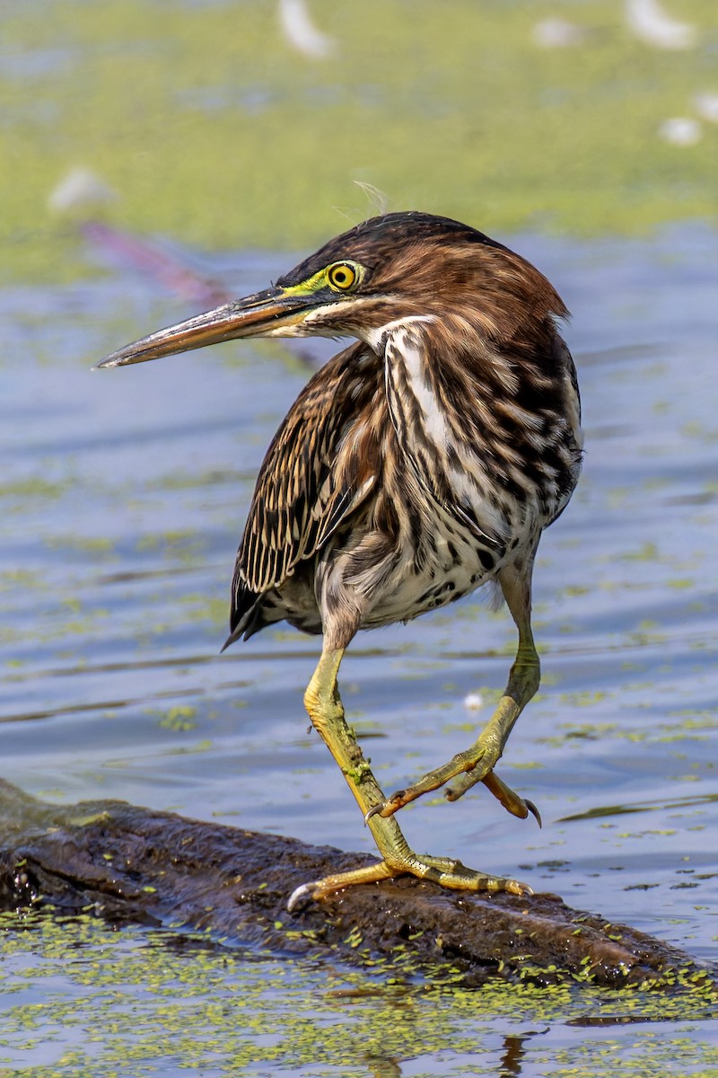 Green Heron - ML641066632